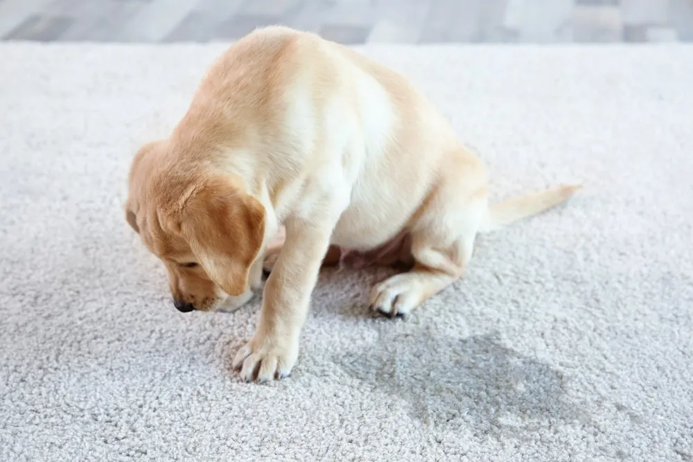 Will professional carpet cleaning remove pet odors?